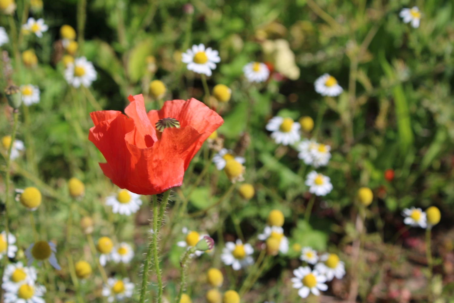 Hypnose in Dresden bei Depressionen, Burnout, Ängsten, Trauer, Krisen & Kinderhypnose - Aufnahme einer Blume